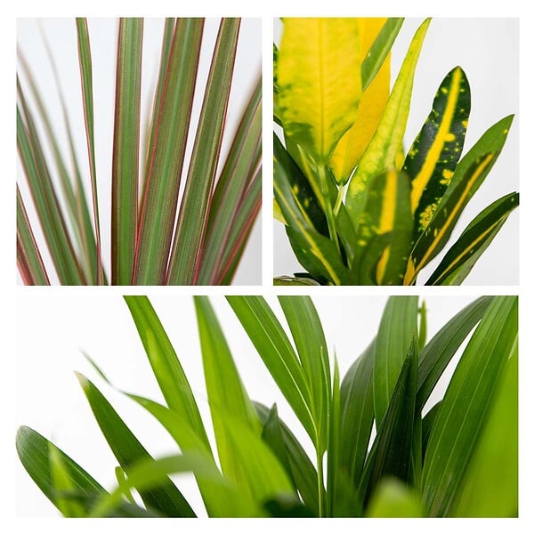 BLOOMIQUE - Lot de 3 - Mélange de plantes tropicales d’intérieur avec panier en jonc de mer luxe - Dépolluantes - large