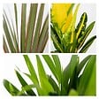 BLOOMIQUE - Lot de 3 - Mélange de plantes tropicales d’intérieur avec panier en jonc de mer luxe - Dépolluantes - vignette