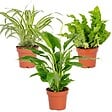 BLOOMIQUE - Lot de 3 - Mélange pour la salle de bain - Spathiphyllum, Asplenium, Chlorophytum - Dépolluantes - vignette