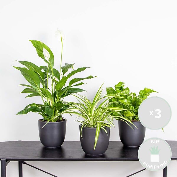 BLOOMIQUE - Lot de 3 - Mélange pour la salle de bain - Spathiphyllum, Asplenium, Chlorophytum - Dépolluantes - large