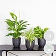 BLOOMIQUE - Lot de 3 - Mélange pour la salle de bain - Spathiphyllum, Asplenium, Chlorophytum - Dépolluantes - vignette