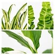 BLOOMIQUE - Lot de 3 - Mélange pour la salle de bain - Spathiphyllum, Asplenium, Chlorophytum - Dépolluantes - vignette