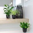 BLOOMIQUE - Lot de 3 - Mélange pour la salle de bain - Spathiphyllum, Asplenium, Chlorophytum - Dépolluantes - vignette