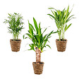 BLOOMIQUE - Lot de 3 - Mélange de palmiers tropicaux avec panier en jonc de mer - Facile à entretenir - 20-45 cm - vignette