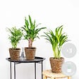 BLOOMIQUE - Lot de 3 - Mélange de palmiers tropicaux avec panier en jonc de mer - Facile à entretenir - 20-45 cm - vignette