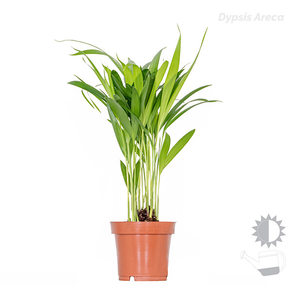 BLOOMIQUE - Lot de 3 - Mélange de palmiers tropicaux avec panier en jonc de mer - Facile à entretenir - 20-45 cm - large