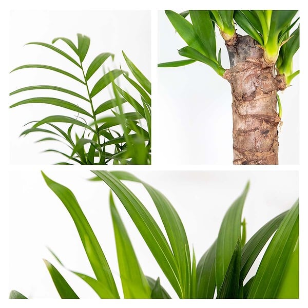 BLOOMIQUE - Lot de 3 - Mélange de palmiers tropicaux avec panier en jonc de mer - Facile à entretenir - 20-45 cm - large
