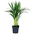 BLOOMIQUE - Dypsis Lutescens - Palmier Areca - Plante d’intérieur - Dépolluante - H. 30-40 cm - P. 12 cm - vignette
