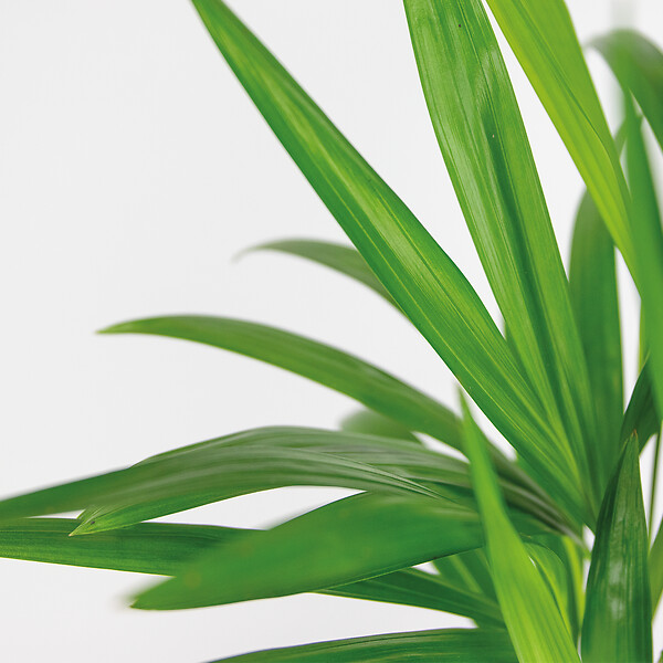 BLOOMIQUE - Dypsis Lutescens - Palmier Areca - Plante d’intérieur - Dépolluante - H. 30-40 cm - P. 12 cm - large