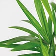 BLOOMIQUE - Dypsis Lutescens - Palmier Areca - Plante d’intérieur - Dépolluante - H. 30-40 cm - P. 12 cm - vignette