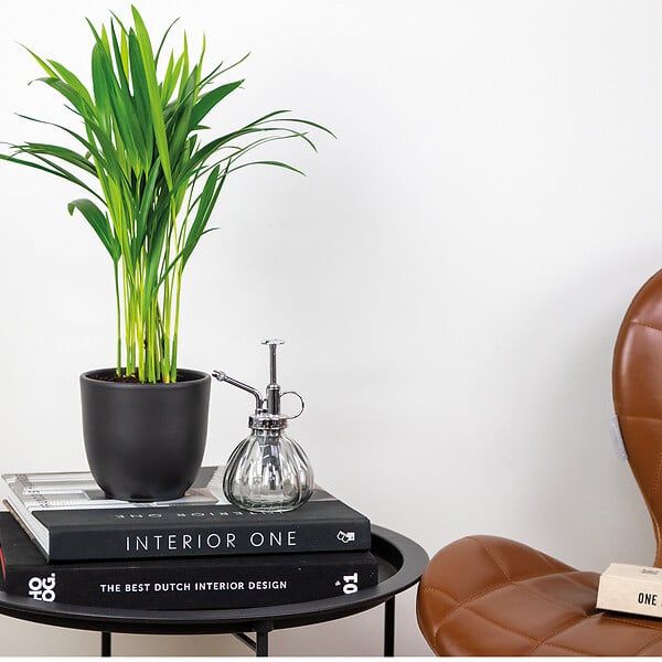 BLOOMIQUE - Dypsis Lutescens - Palmier Areca - Plante d’intérieur - Dépolluante - H. 30-40 cm - P. 12 cm - large