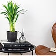 BLOOMIQUE - Dypsis Lutescens - Palmier Areca - Plante d’intérieur - Dépolluante - H. 30-40 cm - P. 12 cm - vignette