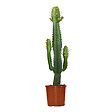 BLOOMIQUE - Euphorbia Acrurensis - Euphorbe - Cactus Cowboy - Plante cactus - H. 60-70 cm - P. 17 cm - vignette