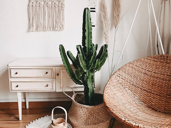 BLOOMIQUE - Euphorbia Acrurensis - Euphorbe - Cactus Cowboy - Plante cactus - H. 60-70 cm - P. 17 cm - large