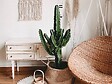 BLOOMIQUE - Euphorbia Acrurensis - Euphorbe - Cactus Cowboy - Plante cactus - H. 60-70 cm - P. 17 cm - vignette