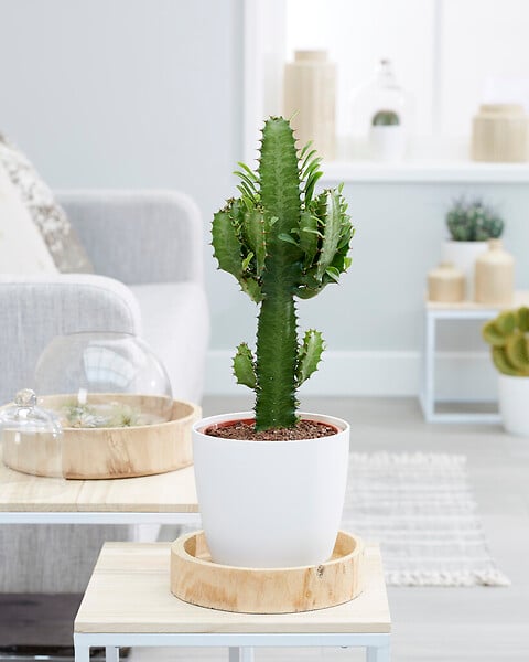 BLOOMIQUE - Euphorbia Acrurensis - Euphorbe - Cactus Cowboy - Plante cactus - H. 60-70 cm - P. 17 cm - large