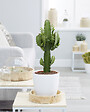 BLOOMIQUE - Euphorbia Acrurensis - Euphorbe - Cactus Cowboy - Plante cactus - H. 60-70 cm - P. 17 cm - vignette