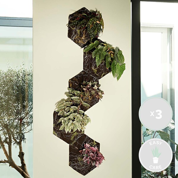 BLOOMIQUE - Lot de 3 - Begonia 'Beleaf' - Bégonia décoratif - Plante d'intérieur - Hauteur 25-35 cm - Pot 12 cm - large