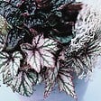 BLOOMIQUE - Lot de 3 - Begonia 'Beleaf' - Bégonia décoratif - Plante d'intérieur - Hauteur 25-35 cm - Pot 12 cm - vignette