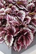 BLOOMIQUE - Lot de 3 - Begonia 'Beleaf' - Bégonia décoratif - Plante d'intérieur - Hauteur 25-35 cm - Pot 12 cm - vignette