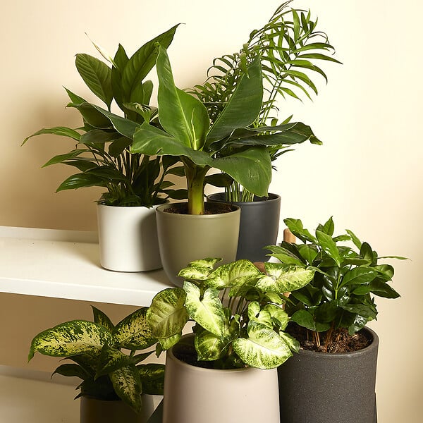BLOOMIQUE - Lot de 6 - Mélange de plantes vertes - H. 20-40 cm - P. 12 cm - large