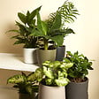 BLOOMIQUE - Lot de 6 - Mélange de plantes vertes - H. 20-40 cm - P. 12 cm - vignette