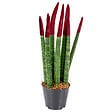 BLOOMIQUE - Sansevieria Velvet Touch - Langue de belle-mère - Plantes d’intérieur - H. 20-30 cm - P. 9 cm - vignette