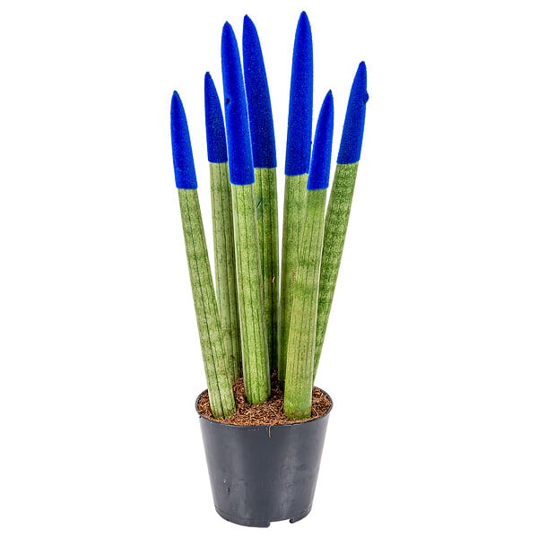 BLOOMIQUE - Sansevieria Velvet Touch - Langue de belle-mère - Plantes d’intérieur - H. 20-30 cm - P. 9 cm - large
