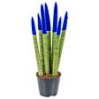 BLOOMIQUE - Sansevieria Velvet Touch - Langue de belle-mère - Plantes d’intérieur - H. 20-30 cm - P. 9 cm - vignette
