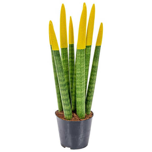 BLOOMIQUE - Sansevieria Velvet Touch - Langue de belle-mère - Plantes d’intérieur - H. 20-30 cm - P. 9 cm - large