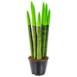 BLOOMIQUE - Sansevieria Velvet Touch - Langue de belle-mère - Plantes d’intérieur - H. 20-30 cm - P. 9 cm - vignette