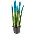 BLOOMIQUE - Sansevieria Velvet Touch - Langue de belle-mère - Plantes d’intérieur - H. 20-30 cm - P. 9 cm - vignette