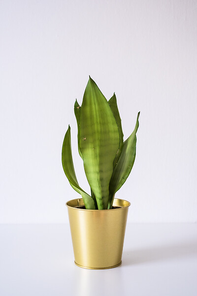 BLOOMIQUE - Sansevieria 'Moonshine' par unité - Plante d’intérieur - Hauteur 10-20 cm - Pot 9 cm - large