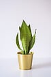 BLOOMIQUE - Sansevieria 'Moonshine' par unité - Plante d’intérieur - Hauteur 10-20 cm - Pot 9 cm - vignette
