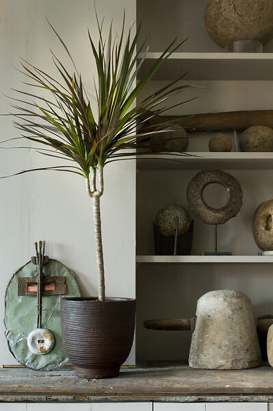 BLOOMIQUE - Dragonier - Dracaena 'Marginata' chaque - Plante d'intérieur - Hauteur 65-75 cm - Pot 17 cm - large