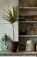 BLOOMIQUE - Dragonier - Dracaena 'Marginata' chaque - Plante d'intérieur - Hauteur 65-75 cm - Pot 17 cm - vignette