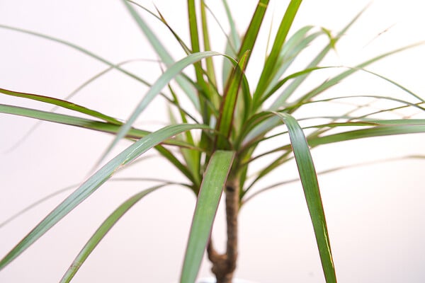 BLOOMIQUE - Dragonier - Dracaena 'Marginata' chaque - Plante d'intérieur - Hauteur 65-75 cm - Pot 17 cm - large