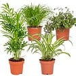 BLOOMIQUE - Lot de 4 - Mélange sans danger pour les animaux - H. 20-40 cm - P. 12 cm - vignette