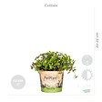 BLOOMIQUE - Lot de 4 - Mélange sans danger pour les animaux - H. 20-40 cm - P. 12 cm - vignette