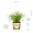 BLOOMIQUE - Lot de 4 - Mélange sans danger pour les animaux - H. 20-40 cm - P. 12 cm - vignette