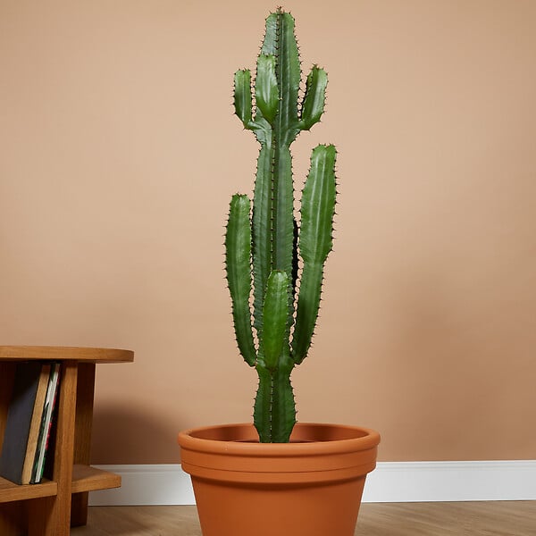 BLOOMIQUE - Euphorbia Acrurensis - Euphorbe - Cactus cowboy - Plante cactus - H. 100-120 cm - P. 24 cm - large