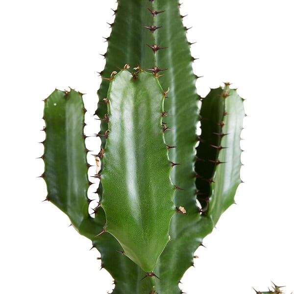 BLOOMIQUE - Euphorbia Acrurensis - Euphorbe - Cactus cowboy - Plante cactus - H. 100-120 cm - P. 24 cm - large