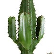 BLOOMIQUE - Euphorbia Acrurensis - Euphorbe - Cactus cowboy - Plante cactus - H. 100-120 cm - P. 24 cm - vignette