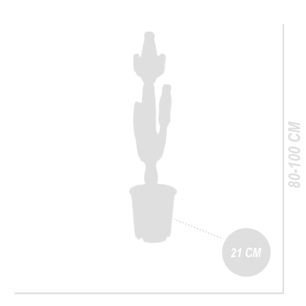BLOOMIQUE - Euphorbia Acrurensis - Euphorbe - Cactus cowboy - Plante cactus - H. 100-120 cm - P. 24 cm - large
