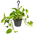 BLOOMIQUE - Scindapsus Marble Queen - Lierre du Diable - Plante suspendue - H. 20-30 cm - P. 15 cm - vignette