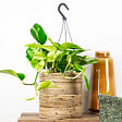 BLOOMIQUE - Scindapsus Marble Queen - Lierre du Diable - Plante suspendue - H. 20-30 cm - P. 15 cm - vignette