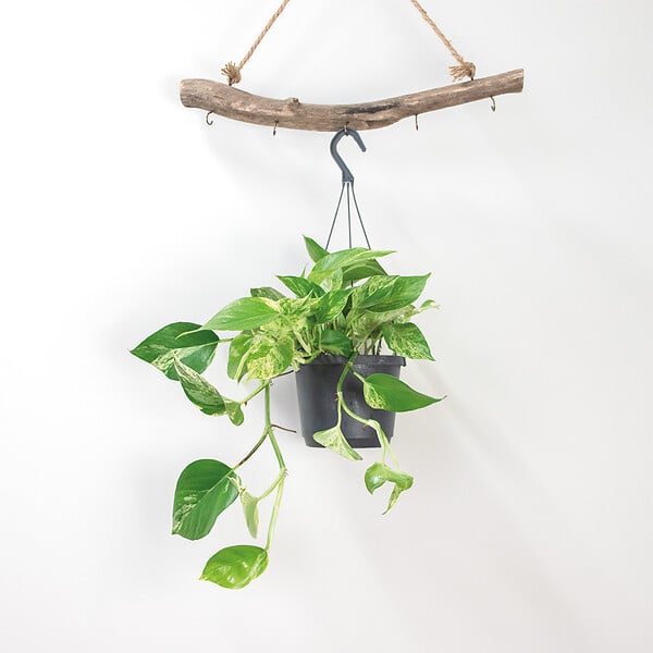 BLOOMIQUE - Scindapsus Marble Queen - Lierre du Diable - Plante suspendue - H. 20-30 cm - P. 15 cm - large