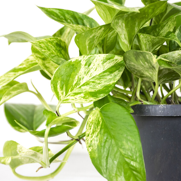 BLOOMIQUE - Scindapsus Marble Queen - Lierre du Diable - Plante suspendue - H. 20-30 cm - P. 15 cm - large