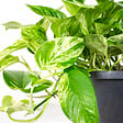 BLOOMIQUE - Scindapsus Marble Queen - Lierre du Diable - Plante suspendue - H. 20-30 cm - P. 15 cm - vignette
