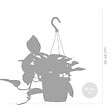 BLOOMIQUE - Scindapsus Marble Queen - Lierre du Diable - Plante suspendue - H. 20-30 cm - P. 15 cm - vignette